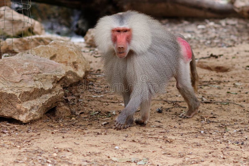 Μεγάλο αρσενικό baboon hamadryas που περπατά στο ζωολογικό κήπο στοκ εικόνες Μεγάλο αρσενικό baboon hamadryas που περπατά στο ζωολογικό κήπο στοκ εικόνες