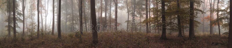 Μεγάλο ζωηρόχρωμο δασικό τοπίο πτώσης φθινοπώρου πανοράματος ομιχλώδες στοκ εικόνες με δικαίωμα ελεύθερης χρήσης