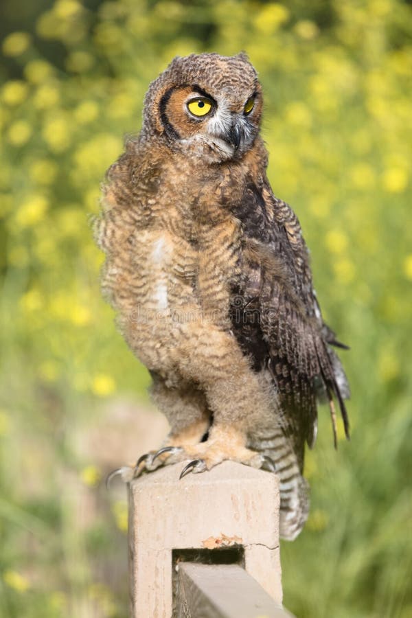 μεγάλο κερασφόρο owlet στοκ εικόνες με δικαίωμα ελεύθερης χρήσης μεγάλο κερασφόρο owlet στοκ εικόνες με δικαίωμα ελεύθερης χρήσης