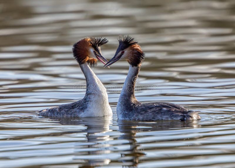 Μεγάλο λοφιοφόρο cristatus Grebes - Podiceps στοκ εικόνες