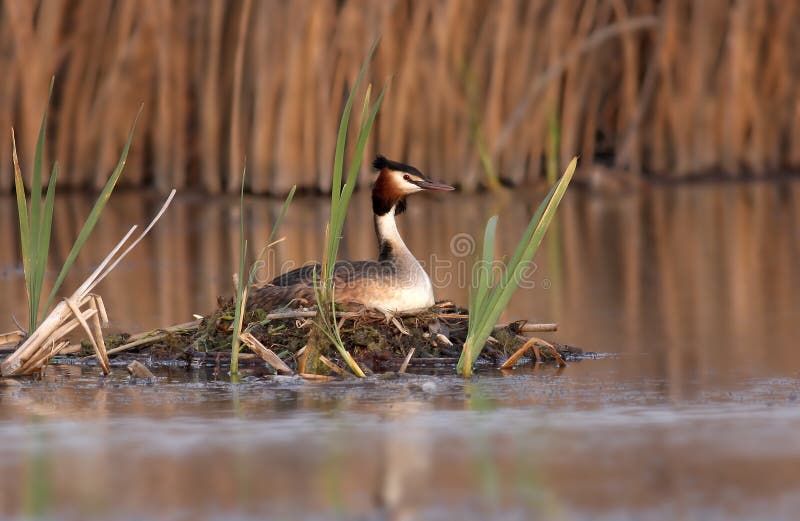 Μεγάλο λοφιοφόρο Grebe (cristatus Podiceps) στοκ φωτογραφίες με δικαίωμα ελεύθερης χρήσης