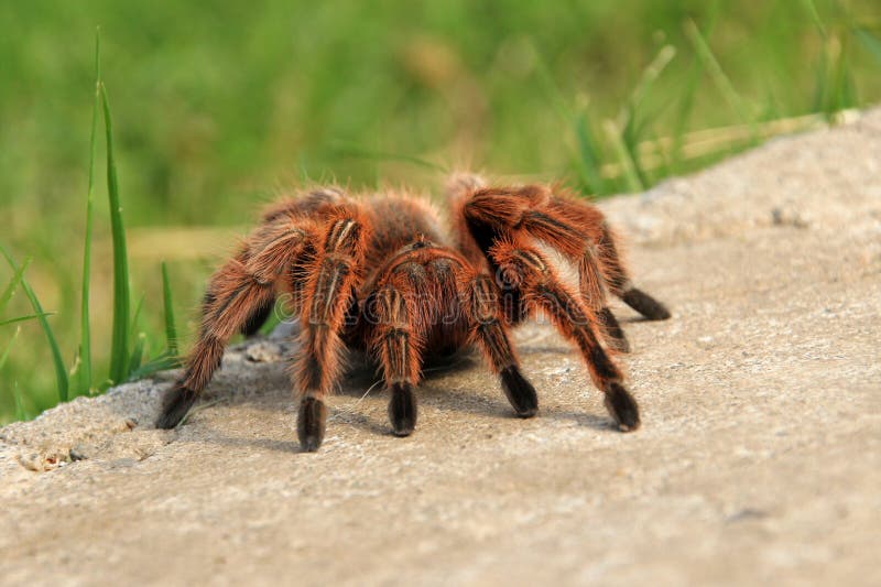 Μεγάλος ένας καφετής αυξήθηκε τρίχα Tarantula που σέρνεται στον κήπο, Χιλή στοκ φωτογραφία Μεγάλος ένας καφετής αυξήθηκε τρίχα Tarantula που σέρνεται στον κήπο, Χιλή στοκ φωτογραφία