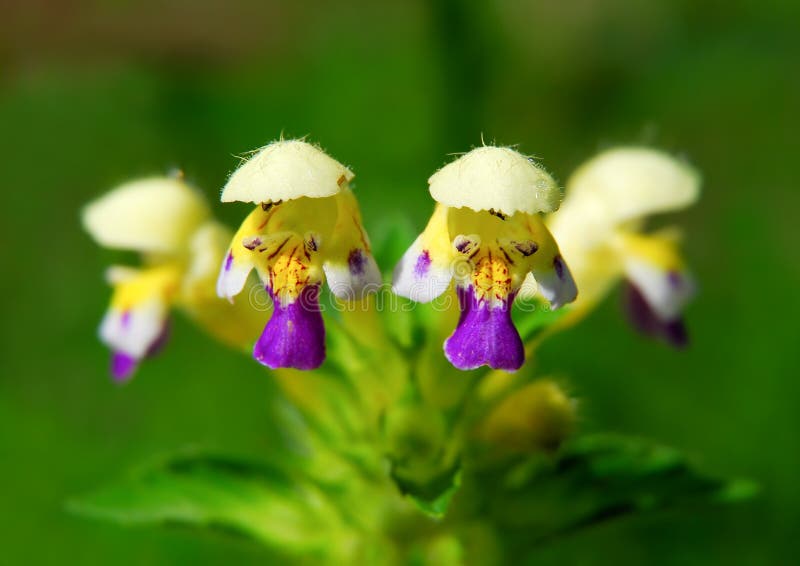 Μεγάλος-ανθισμένο κάνναβη-nettle ή Έντμοντον hempnettle στοκ φωτογραφίες με δικαίωμα ελεύθερης χρήσης