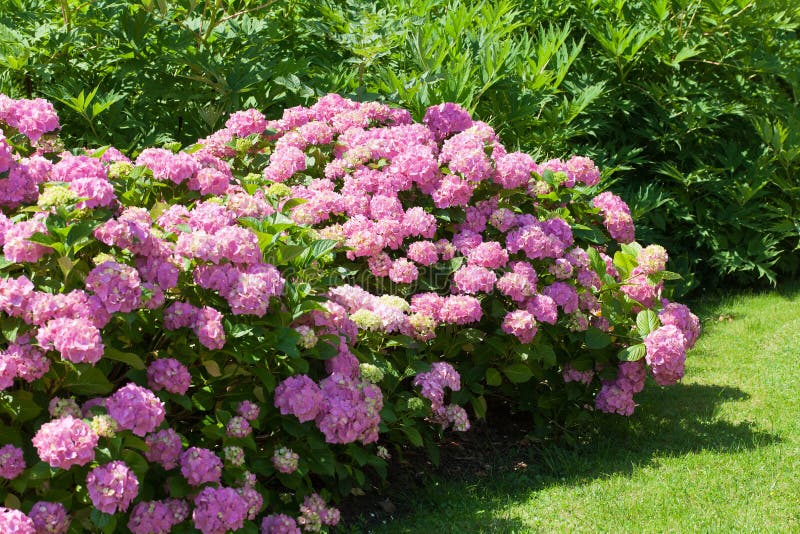 Μεγάλος θάμνος του ρόδινου hydrangea λουλουδιών που ανθίζει στον κήπο στοκ φωτογραφίες με δικαίωμα ελεύθερης χρήσης