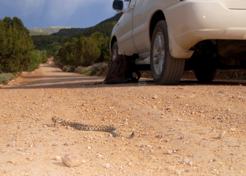 Μεγάλος κροταλίας λεκανών, lutosus oreganus Crotalus, σε μια εθνική οδό στοκ εικόνα με δικαίωμα ελεύθερης χρήσης Μεγάλος κροταλίας λεκανών, lutosus oreganus Crotalus, σε μια εθνική οδό στοκ εικόνα με δικαίωμα ελεύθερης χρήσης