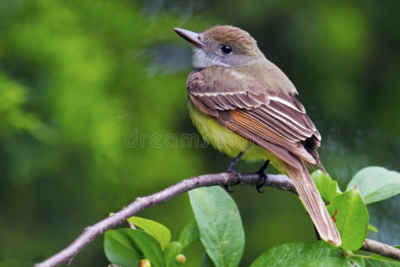 Μεγάλος-λοφιοφόρο Flycatcher στοκ φωτογραφία με δικαίωμα ελεύθερης χρήσης