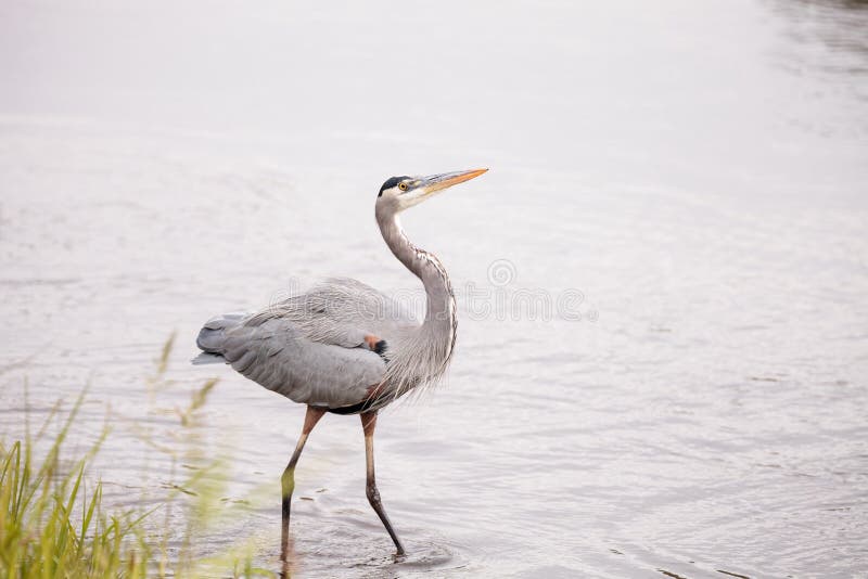 Μεγάλα μπλε herodias Ardea ερωδιών στον υγρότοπο στοκ εικόνα Μεγάλα μπλε herodias Ardea ερωδιών στον υγρότοπο στοκ εικόνα