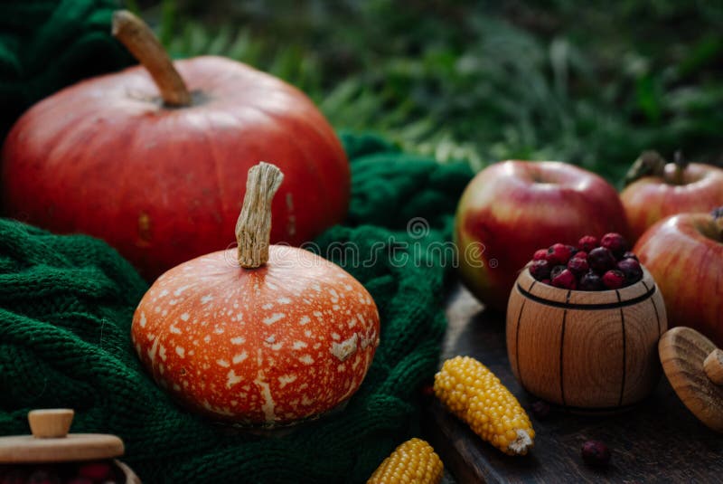 Large ripe orange pumpkin on a green knitted scarf 1. Large ripe orange pumpkin on a green knitted scarf 1