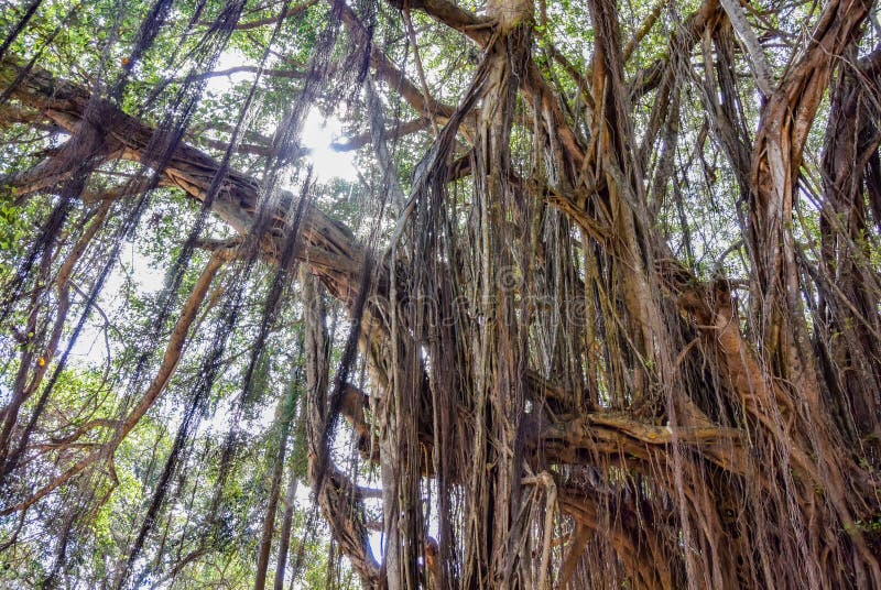 μεγάλο banyan ή ινδικό φίκο στην γκόα στην ινδία. ένα όμορφο τεράστιο πανικό δέντρο στην ινδική ζούγκλα κοντά στην παραλία arambol στοκ φωτογραφία με δικαίωμα ελεύθερης χρήσης
