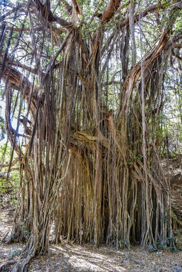 μεγάλο banyan ή ινδικό φίκο στην γκόα στην ινδία. ένα όμορφο τεράστιο πανικό δέντρο στην ινδική ζούγκλα κοντά στην παραλία arambol στοκ εικόνα