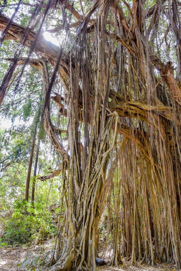 μεγάλο banyan ή ινδικό φίκο στην γκόα στην ινδία. ένα όμορφο τεράστιο πανικό δέντρο στην ινδική ζούγκλα κοντά στην παραλία arambol στοκ φωτογραφίες
