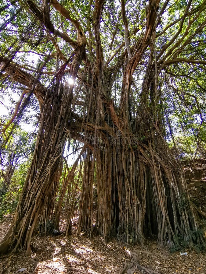 μεγάλο banyan ή ινδικό φίκο στην γκόα στην ινδία. ένα όμορφο τεράστιο πανικό δέντρο στην ινδική ζούγκλα κοντά στην παραλία arambol στοκ εικόνες