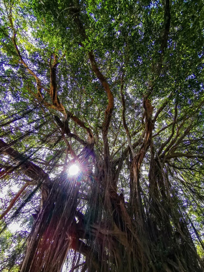 μεγάλο banyan ή ινδικό φίκο στην γκόα στην ινδία. ένα όμορφο τεράστιο πανικό δέντρο στην ινδική ζούγκλα κοντά στην παραλία arambol στοκ εικόνες με δικαίωμα ελεύθερης χρήσης