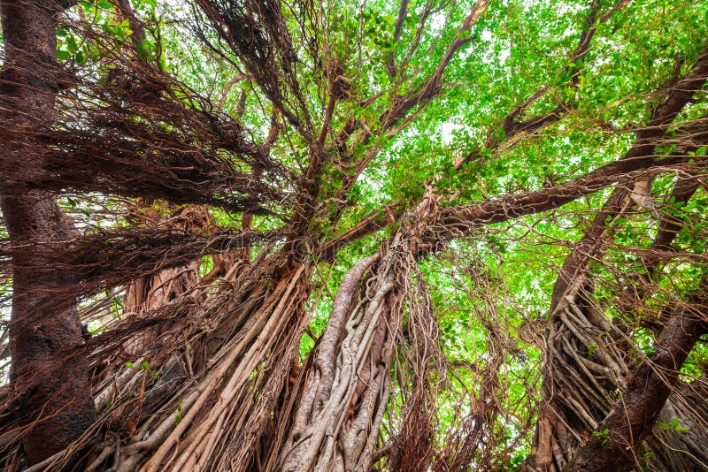 Μεγάλο banyan δέντρο στην Ινδία στοκ φωτογραφίες με δικαίωμα ελεύθερης χρήσης