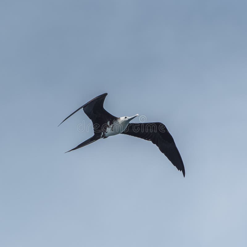 Μεγάλο Frigatebird στοκ φωτογραφία με δικαίωμα ελεύθερης χρήσης Μεγάλο Frigatebird στοκ φωτογραφία με δικαίωμα ελεύθερης χρήσης