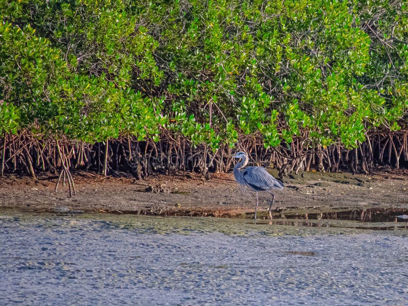 μεγάλο γαλάζιο ερόνι που βουίζει το νησί mangrove στοκ φωτογραφία με δικαίωμα ελεύθερης χρήσης