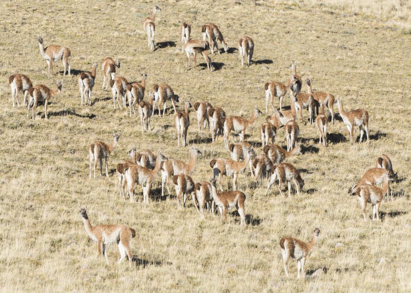 Μεγάλο κοπάδι των άγριων λάμα guanaco pampas της Γης του Πυρός στοκ εικόνες Μεγάλο κοπάδι των άγριων λάμα guanaco pampas της Γης του Πυρός στοκ εικόνες