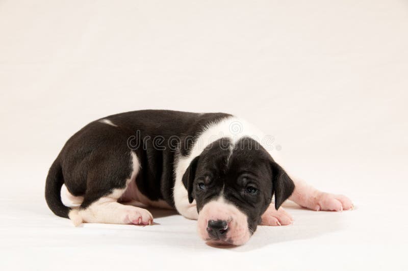 Portrait of a 19 day old right side view of a show marked Mantle Great Dane puppy on a white background. Portrait of a 19 day old right side view of a show marked Mantle Great Dane puppy on a white background.