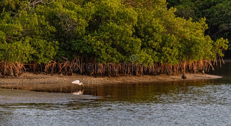 μεγάλο λευκό ανάγλυφο από το νησί mangrove στοκ εικόνες