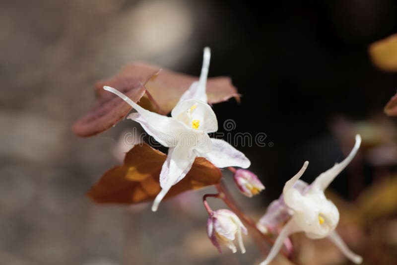 μεγάλο πεπλεγμένο barrenwort epimedium grandiflorum στοκ φωτογραφίες