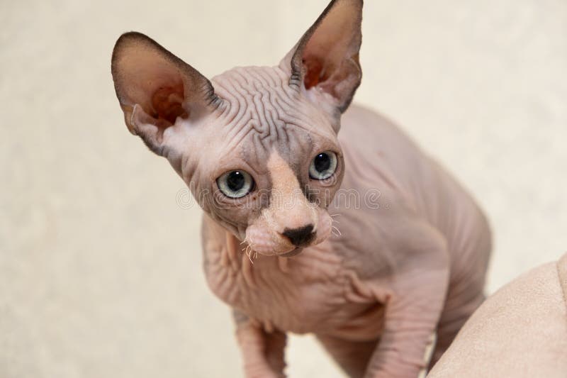 μεγάλο πορτρέτο ενός 3μηνου καναδικού sphynx kitten σε λευκό φόντο. στοκ φωτογραφία με δικαίωμα ελεύθερης χρήσης