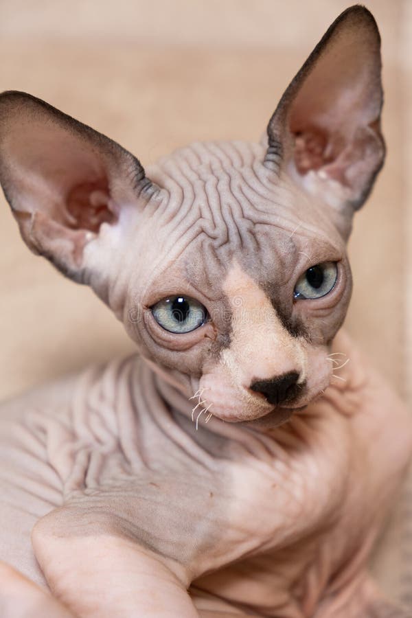 μεγάλο πορτρέτο ενός 3μηνου καναδικού sphynx kitten σε μπεζ φόντο. στοκ εικόνες