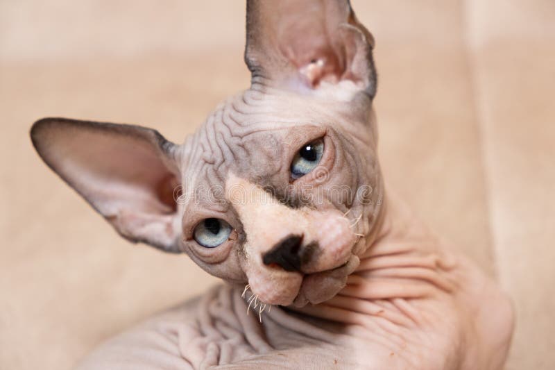 μεγάλο πορτρέτο ενός 3μηνου καναδικού sphynx kitten σε μπεζ φόντο. στοκ φωτογραφίες με δικαίωμα ελεύθερης χρήσης