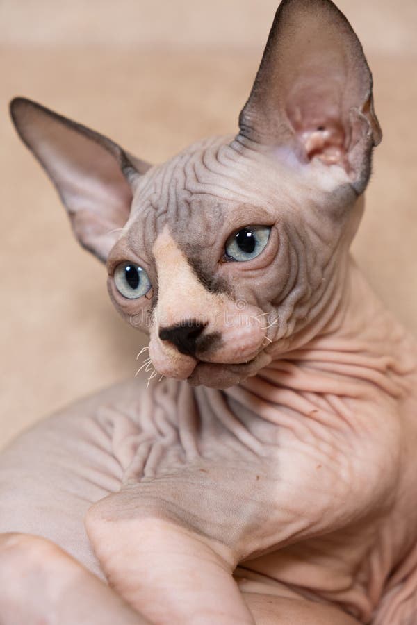 μεγάλο πορτρέτο ενός 3μηνου καναδικού sphynx kitten σε μπεζ φόντο. στοκ φωτογραφία με δικαίωμα ελεύθερης χρήσης