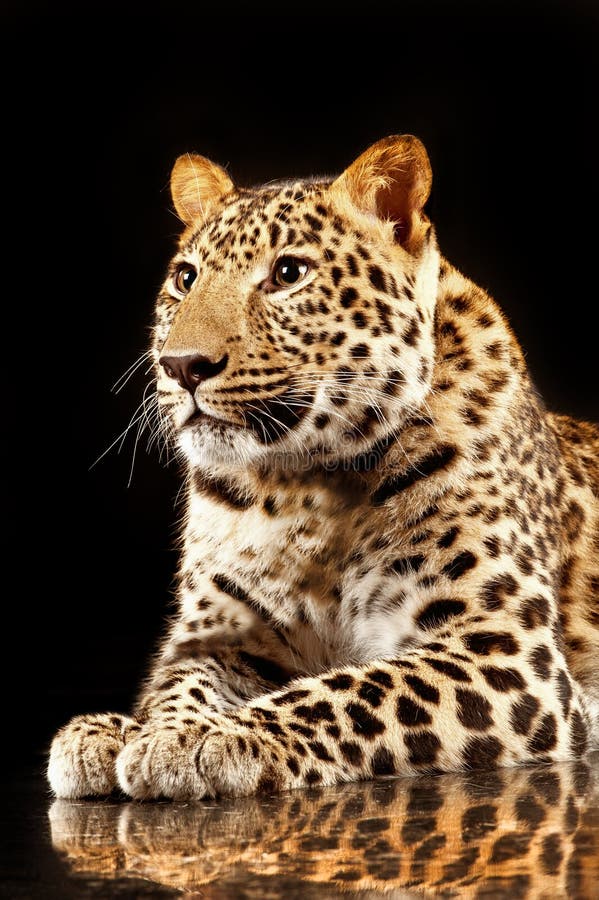 Μεγάλο όμορφο leopard στοκ εικόνες με δικαίωμα ελεύθερης χρήσης
