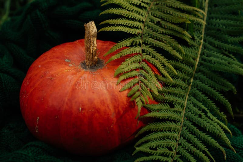 Large ripe orange pumpkin on a green knitted scarf. Large ripe orange pumpkin on a green knitted scarf