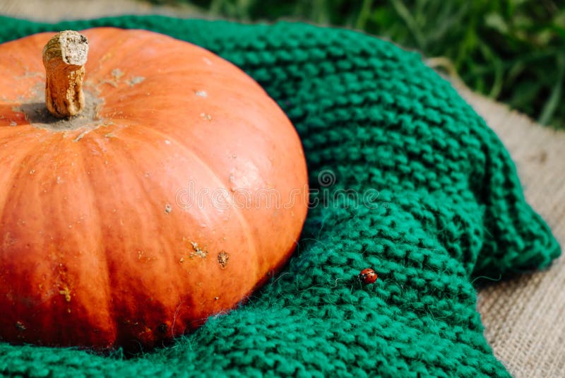 Large ripe orange pumpkin on a green knitted scarf 1. Large ripe orange pumpkin on a green knitted scarf 1