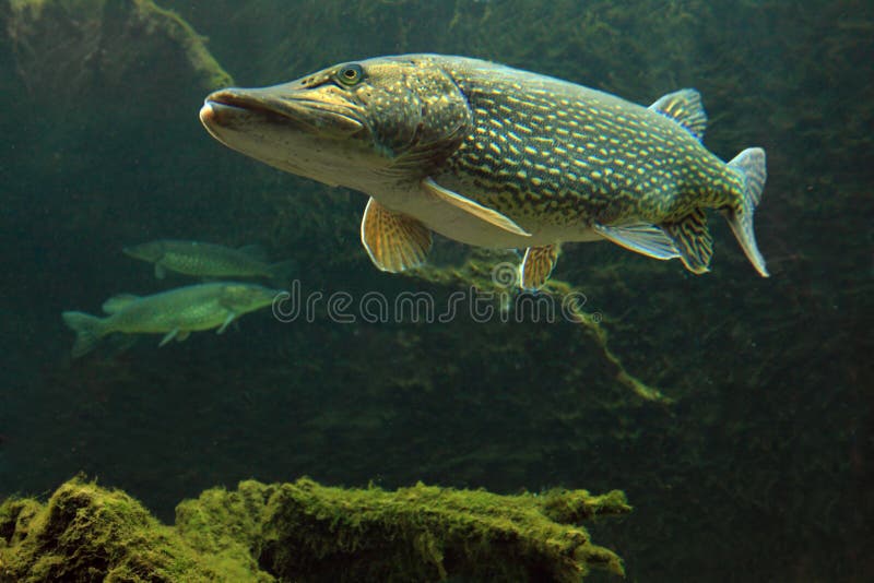 μεγάλοι esox λούτσοι φωτογ στοκ εικόνες