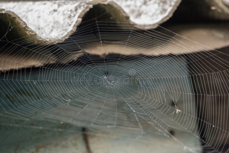Μεγάλος άσπρος Ιστός αραχνών στη δροσιά το πρωί σε ένα θερινό υπόβαθρο στοκ εικόνες Μεγάλος άσπρος Ιστός αραχνών στη δροσιά το πρωί σε ένα θερινό υπόβαθρο στοκ εικόνες