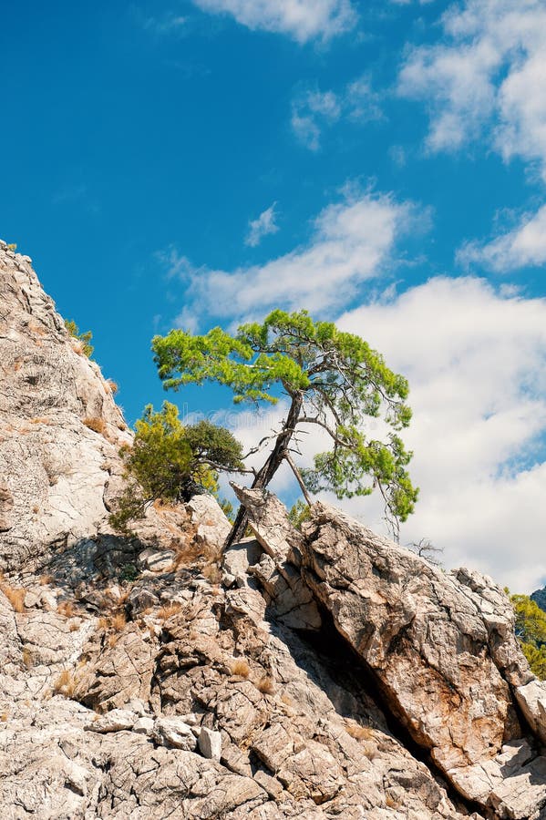 μεγάλος γκρεμός βουνού με ένα μονό πεύκο κάτω από τον γαλάζιο ουρανό στοκ εικόνες