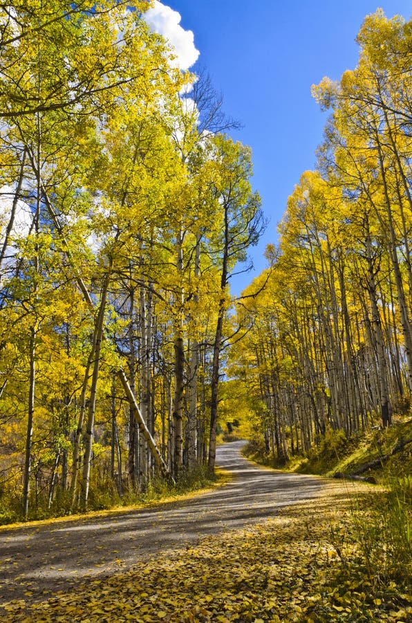 Mountain road surrounded by colorful aspen trees in the fall. Mountain road surrounded by colorful aspen trees in the fall