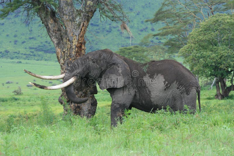 Africa Tanzania big elephant with bigs tusks Tarangire Ngorongoro reserve. Africa Tanzania big elephant with bigs tusks Tarangire Ngorongoro reserve