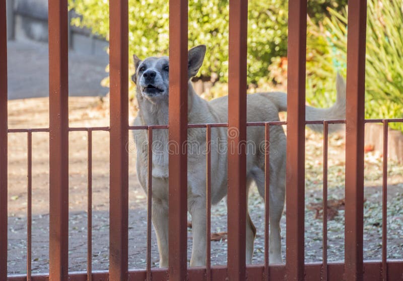 A large vicious cross breed dog guarding at a metal gate image in horizontal format. A large vicious cross breed dog guarding at a metal gate image in horizontal format