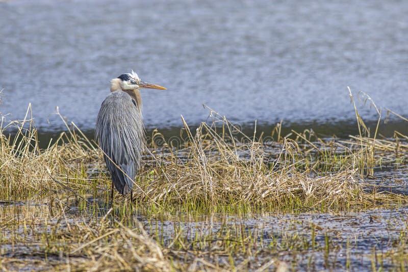 A large great blue heron stands in a marsh area in Hauser, Idaho. A large great blue heron stands in a marsh area in Hauser, Idaho