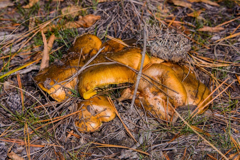 Μεγάλος σωρός μανιταριών Slippery jack Suillus luteus στο δάσος πεύκης Suillus luteus κλείνει στοκ εικόνες Μεγάλος σωρός μανιταριών Slippery jack Suillus luteus στο δάσος πεύκης Suillus luteus κλείνει στοκ εικόνες