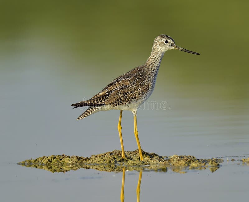 μεγαλύτερο tringa melanoleuca yellowlegs στοκ φωτογραφία με δικαίωμα ελεύθερης χρήσης μεγαλύτερο tringa melanoleuca yellowlegs στοκ φωτογραφία με δικαίωμα ελεύθερης χρήσης
