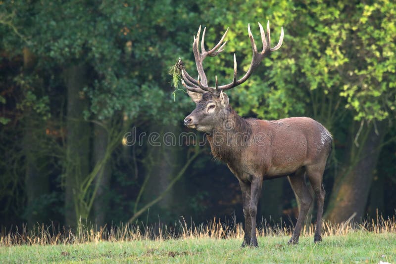 Μεγαλοπρεπές elaphus Cervus ελαφιών αρσενικό στοκ εικόνες με δικαίωμα ελεύθερης χρήσης