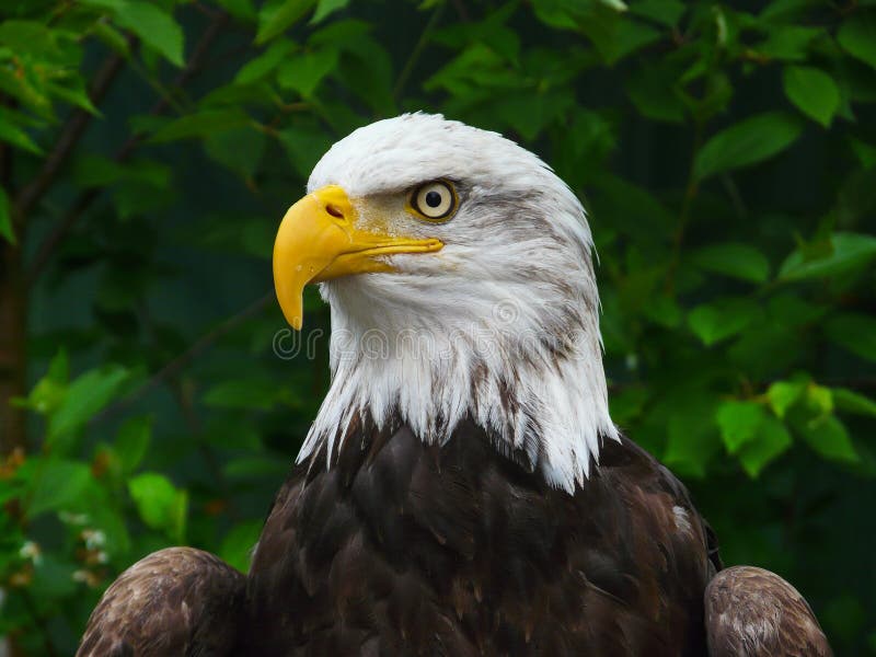 Portrait of a bald eagle watching for prey in front of lush green foliage in Ketchikan USA. Symbols of USA, pride, patriotism, fearless, bold, vigilance, security and freedom. Portrait of a bald eagle watching for prey in front of lush green foliage in Ketchikan USA. Symbols of USA, pride, patriotism, fearless, bold, vigilance, security and freedom.