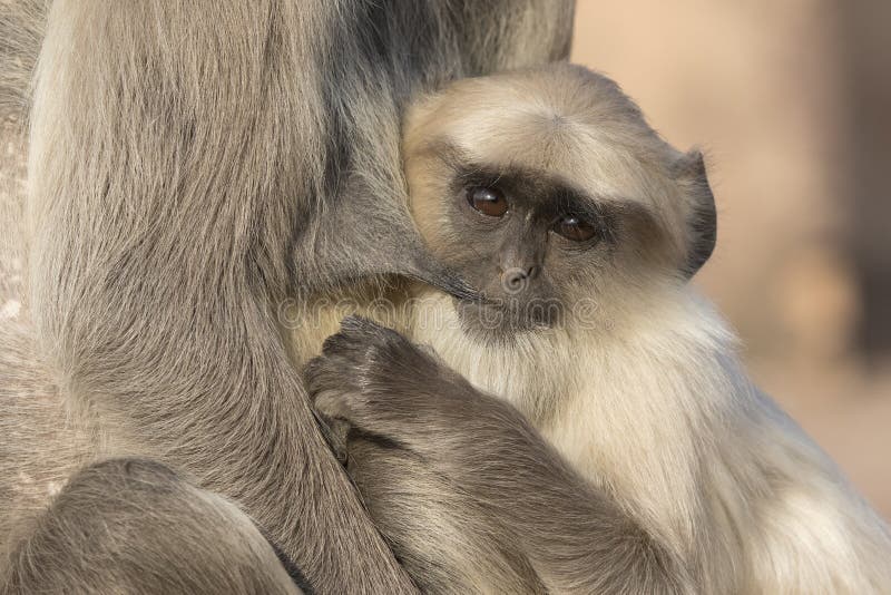 Μεγαλωμένο cub ενός γκρίζου langur που πίνει το γάλα από το στήθος στοκ φωτογραφία με δικαίωμα ελεύθερης χρήσης Μεγαλωμένο cub ενός γκρίζου langur που πίνει το γάλα από το στήθος στοκ φωτογραφία με δικαίωμα ελεύθερης χρήσης