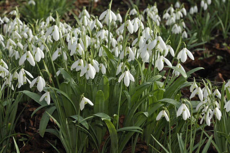 μεγαλύτερα snowdrops στοκ φωτογραφία με δικαίωμα ελεύθερης χρήσης μεγαλύτερα snowdrops στοκ φωτογραφία με δικαίωμα ελεύθερης χρήσης