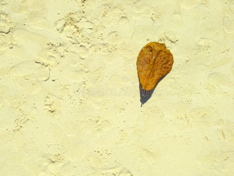 Μειωμένο ξηρό φύλλο στη σύσταση παραλιών άμμου στοκ φωτογραφίες Μειωμένο ξηρό φύλλο στη σύσταση παραλιών άμμου στοκ φωτογραφίες
