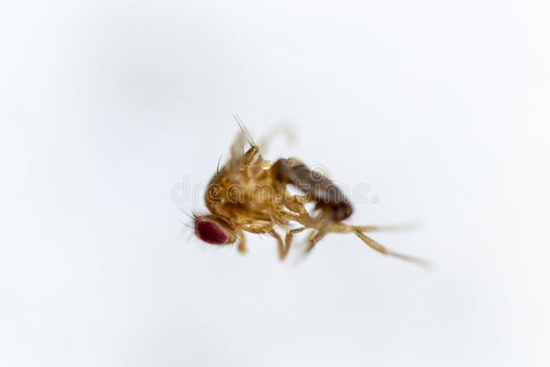 Μελέτη γενετική Drosophila melanogaster της μύγας φρούτων, μύγα ξιδιού για την εκπαίδευση στοκ φωτογραφία με δικαίωμα ελεύθερης χρήσης Μελέτη γενετική Drosophila melanogaster της μύγας φρούτων, μύγα ξιδιού για την εκπαίδευση στοκ φωτογραφία με δικαίωμα ελεύθερης χρήσης