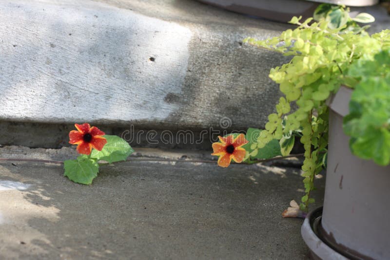 A blackeyed susan vine with yellow gold and red flowers. A blackeyed susan vine with yellow gold and red flowers