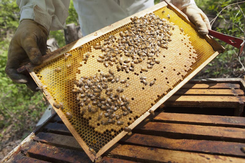 μελισσοκόμος που ελέγχει την κηρήθρα