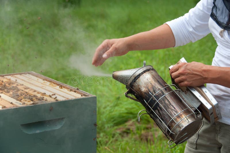 Μελισσοκόμος που χρησιμοποιεί τον καπνιστή κυψελών