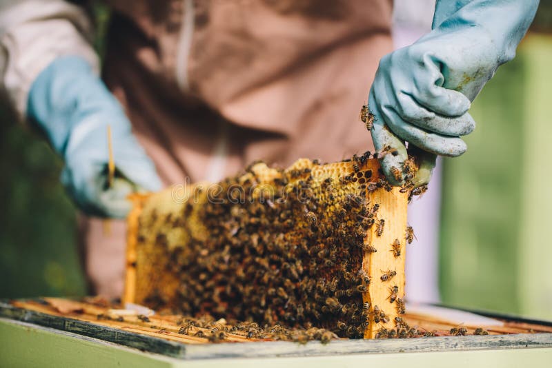 μελισσοκόμος στην εργασία. μέλισσες στην κυψελίδα
